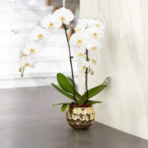 Orchid Gold Vase