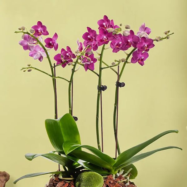 Purple Orchid Bouquet