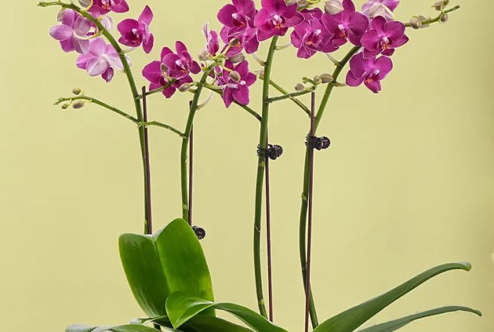 Purple Orchid Bouquet