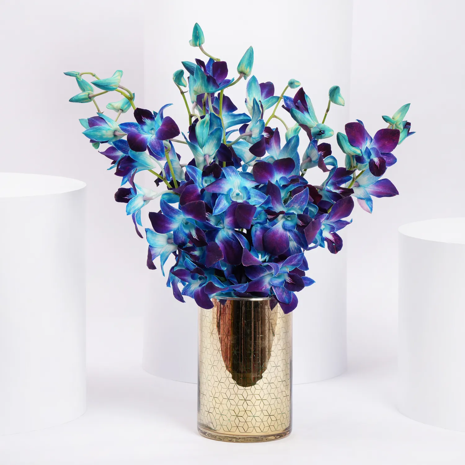 mesmerizing-blue-orchids_1