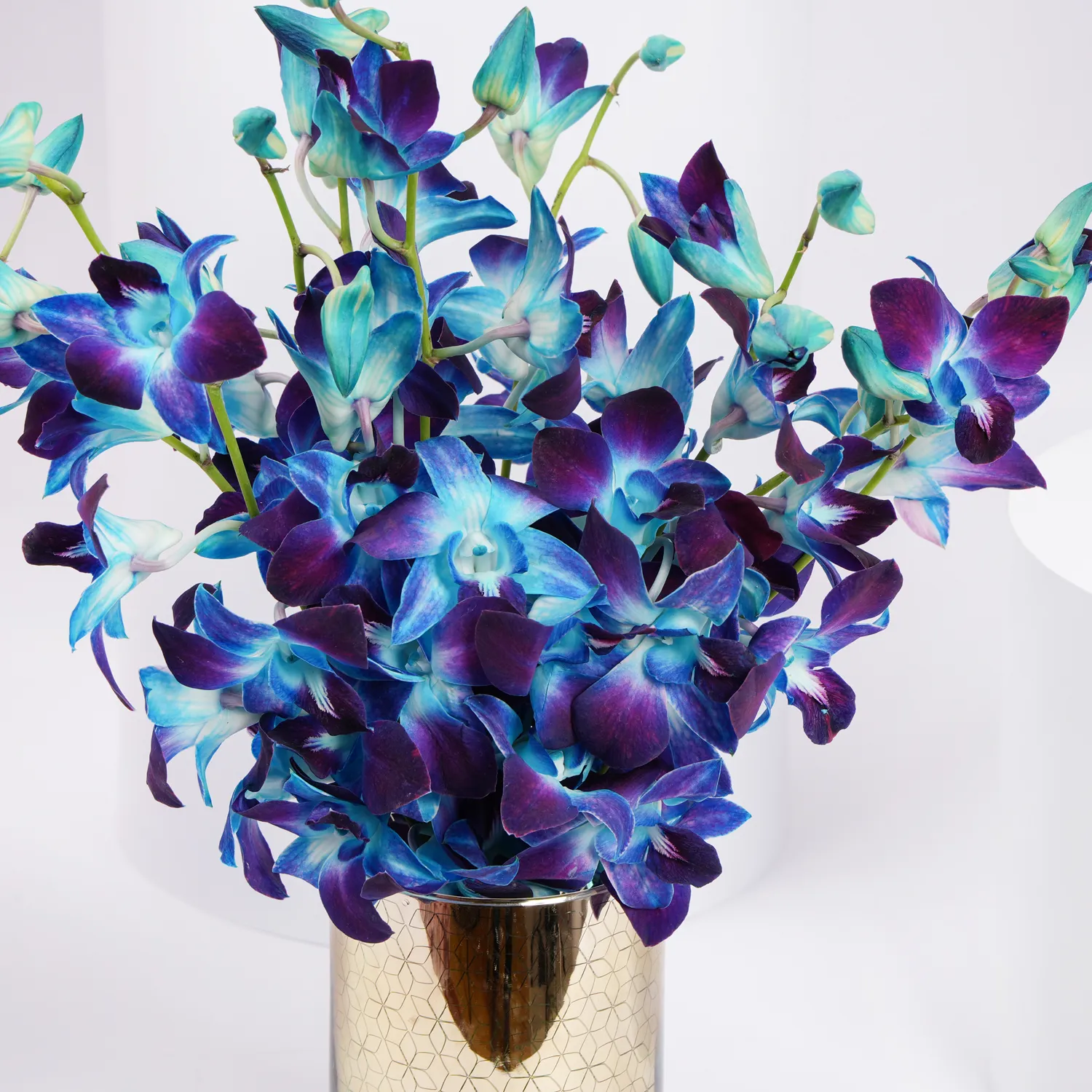 mesmerizing-blue-orchids_3